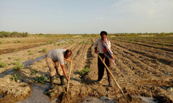 رشد ۶ برابری حدنگاری اراضی کشاورزی در استان کرمان