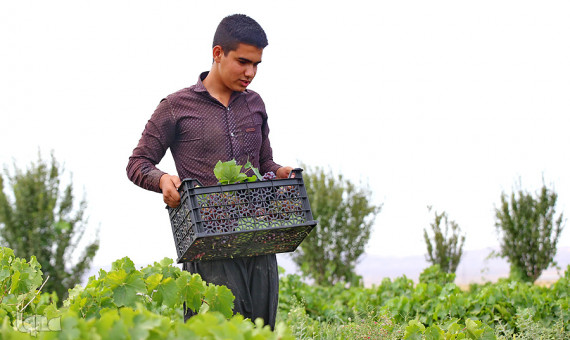 پیش‌بینی برداشت ۲ هزار تن انگور از باغ‌های جنوب کرمان