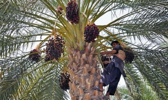 خسارت سنگین گرما و قطعی برق به کشاورزان خرما 