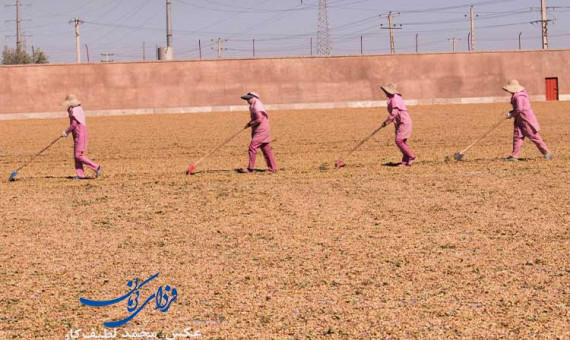 سطح زیرکشت پسته باید افزایش یابد