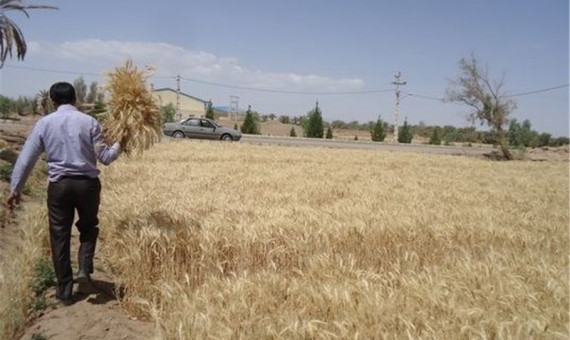 اجرای سرشماری عمومی کشاورزی در ۶۳۵ شهر و آبادی کرمان