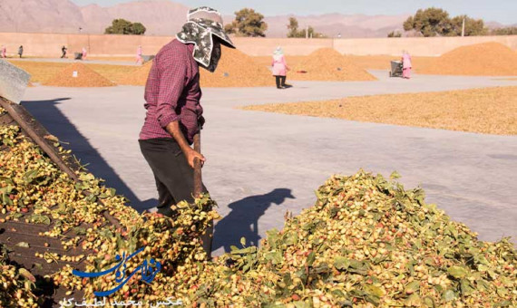 کمپین‌ «پسته را ارزان نمی‌فروشیم» برای صنعت پسته خطرناک است