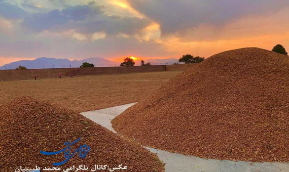   درمورد کاهش تنش آبی باغات پسته فقط شعار می‌دهند!  