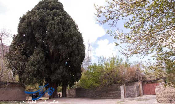 طرح جامع حفاظت از سرو سیرچ بازنگری شود