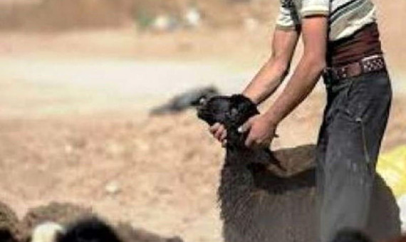 دزدان دامداری اختیارآباد دستگیر شدند