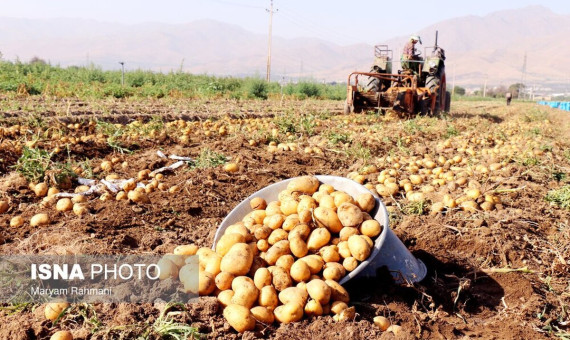 برف و باران در کرمان قیمت سیبزمینی را افزایش داد