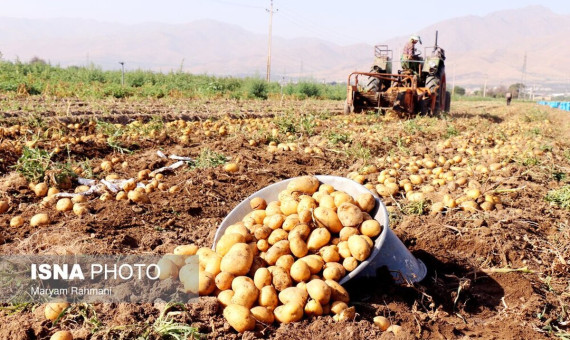  برف و باران در کرمان قیمت سیب‌زمینی را افزایش داد