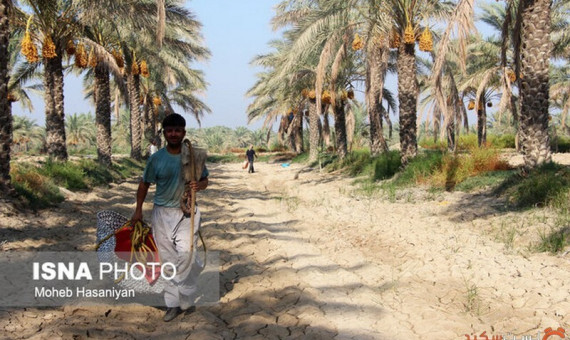بسیاری از آفات نوظهور کشاورزی وارد استان شدهاند