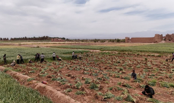 نخستین جشنواره سیر در روستای شفیع‌آباد شهداد برگزار می‌شود