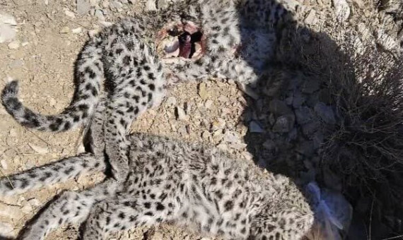 دلیل مرگ تولهپلنگهای پارک ملی خبر اعلام شد