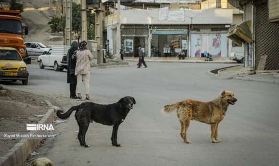 ثبت بیش از  ۲۱۰۰۰ حیوان‌گزیدگی طی سال گذشته در استان