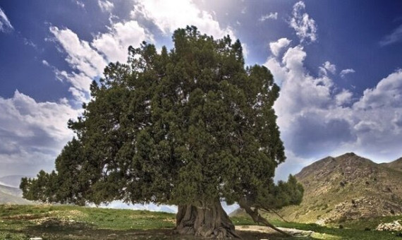 قدیمی‌ترین موجود زنده ایران در روستای کشکوئیه جیرفت 