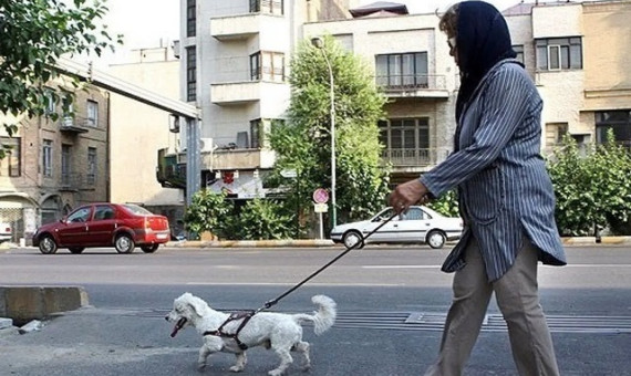 سگ‌گردانی در معابر و پارک‌های کرمان ممنوع شد