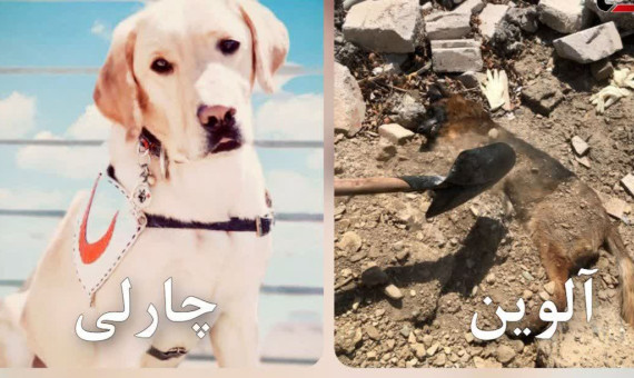 جزئیاتی از مرگ 2 سگ زندهیاب در جنگ