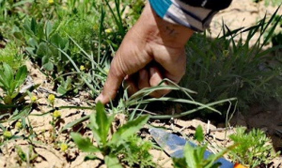 دستگیری اعضای باند حرفه‌ای برداشت غیرمجاز گیاهان دارویی در کوهپایه 