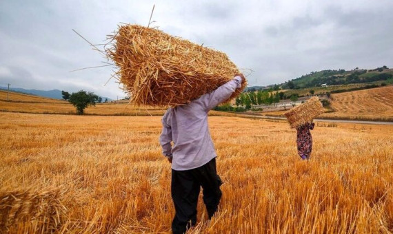 جشنوارۀ گندم در نگار بردسیر برگزار میشود