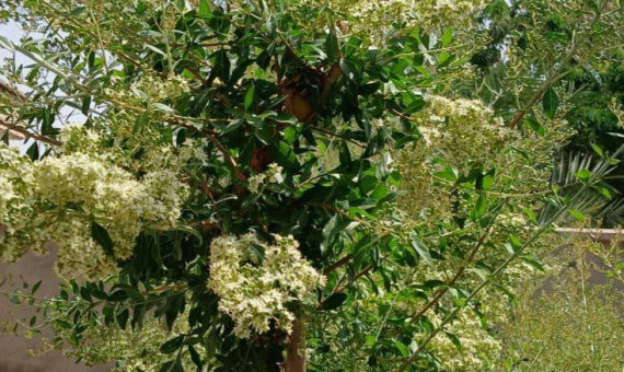 حنای درمانگر و زیباییبخش