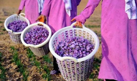  جشنوارۀ زعفران در دهستان راویز رفسنجان