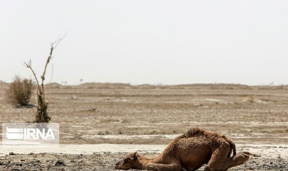 تالاب جازموریان کاملا خشک شده است