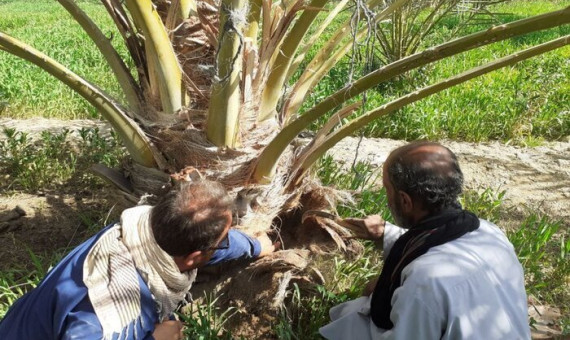 آمادگی کامل برای مقابله با حمله احتمالی ملخ صحرایی داریم