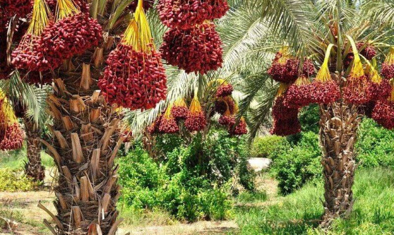 خرماداران در بُن‌بست صادرات  محصول!