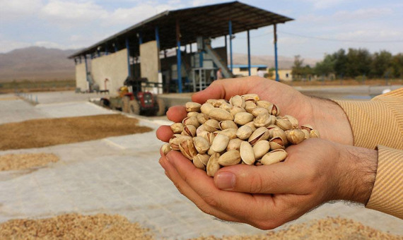 قیمت جهانی پسته به بالاترین سطح رسید