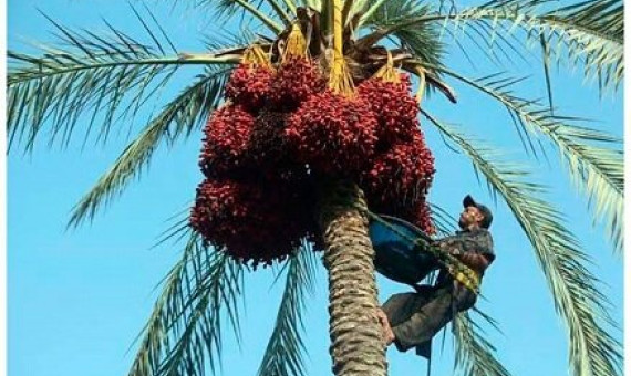 پیش‌بینی برداشت ۲۵۰ هزار تن خرما از نخلستان‌های جنوب کرمان 