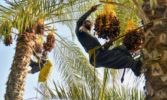 قیمت‌گذاری غیرواقعی، فروش خرما را دشوار کرده است