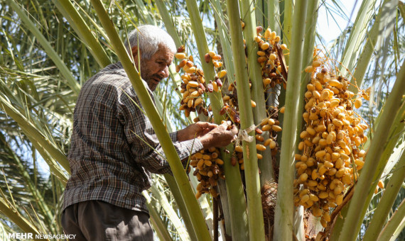 مکانیزاسیون برای نخلستان‌داران خرده‌مالک توجیه اقتصادی ندارد 