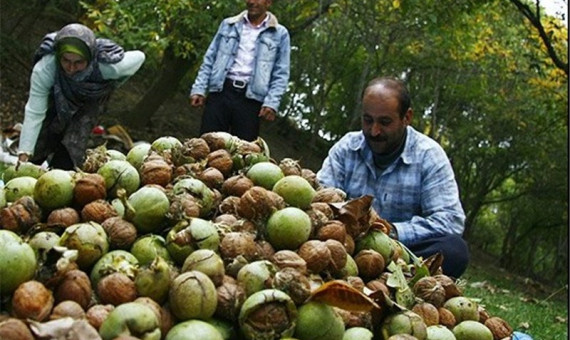 ششمین جشنوارۀ «گردو» در بافت برگزار میشود