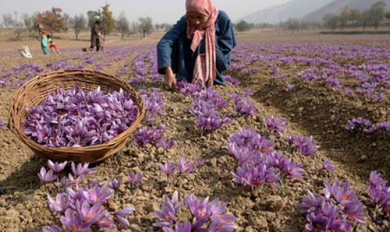  کاهش 40 درصدی صادرات زعفران   