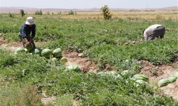  کاشت هندوانه را محدود می‌کنیم  