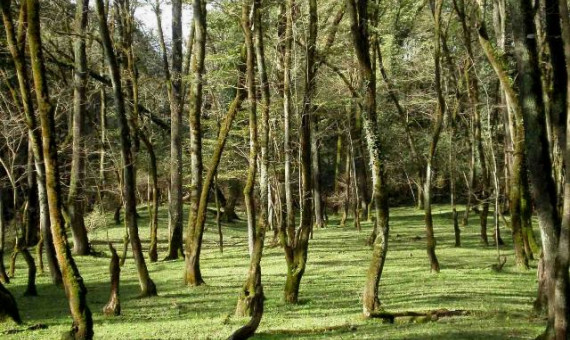 توسعۀ گردشگری با جنگلهای بنه جبالبارز!