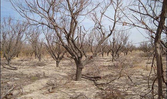 کل مساحت استان کرمان درگیر خشکسالی شدید