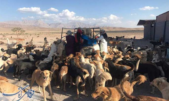  مکان مناسب برای رهاسازی سگ‌ها معرفی نشود، خودمان اقدام می‌کنیم