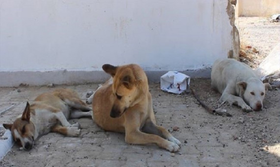  «آیدا و آیسا» از حملۀ سگ‌های بلاصاحب آسیب شدیدی دیده‌اند