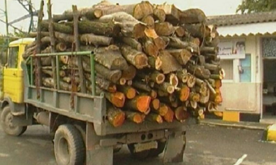 کشف 23 تن چوب قاچاق در قلعه‌گنج