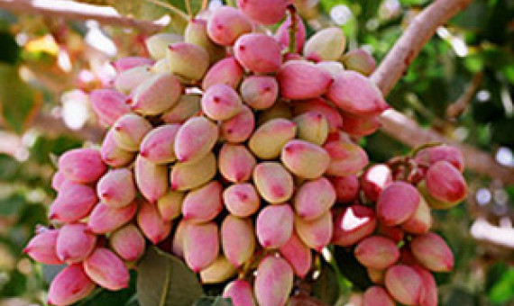 استفاده از روش یخ‌آب زمستانه برای کاهش آفات پسته