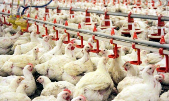 مرغداری‌های غیرمجاز اجازه کنترل بازار مرغ را نمی‌دهند