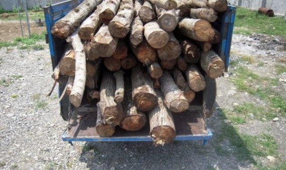 کشف ۱۸ تن چوب قاچاق در کرمان