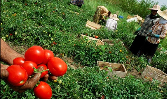 صادرات بی‌رویۀ‌ گوجه‌فرنگی، رونق تولید از بین می‌برد