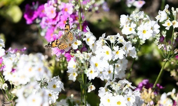مدیر حفظ نباتات کرمان: پروانه‌ها خسارتی برای محصولات کشاورزی ندارند