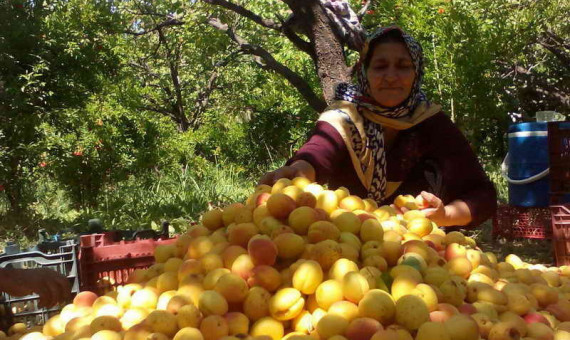 برداشت 54هزار تن محصول سردرختی از باغات شمال کرمان