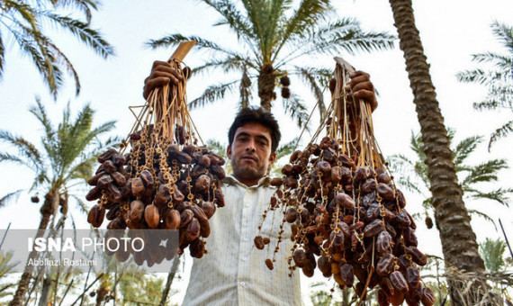 صادرات خرما توجیه اقتصادی ندارد