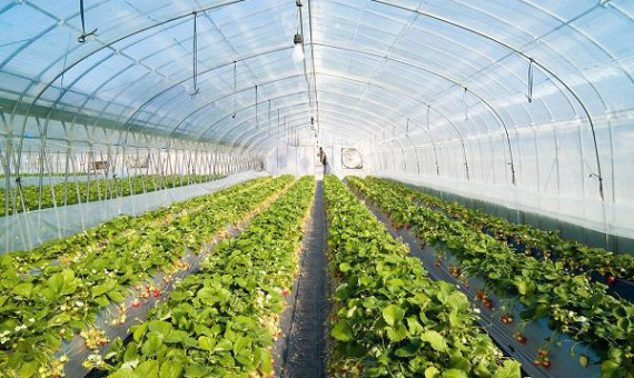 26 طرح کشاورزی و دامپروری در کرمان افتتاح می‌شود