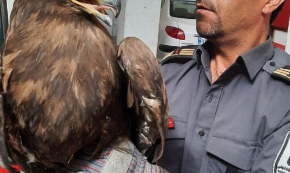 آتش‌نشانان کرمانی عقاب زخمی را نجات دادند