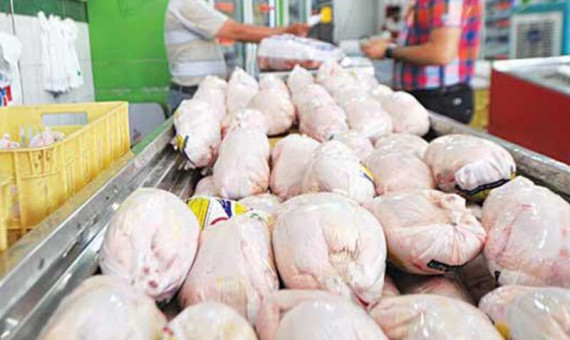 خرید حمایتی 500 تن مرغ مازاد در کرمان