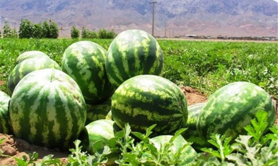 سیر و هندوانه در کرمان گران شد