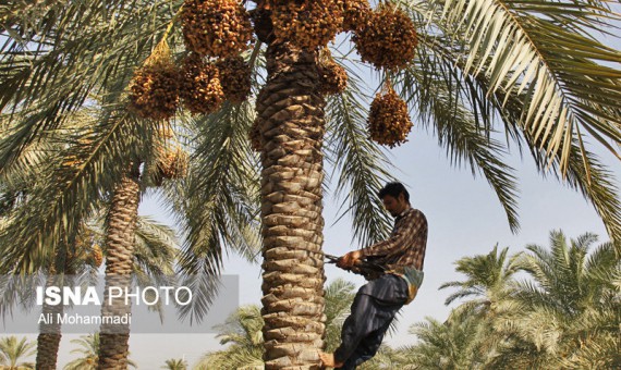  تجار پاکستان خرمای کرمان را به‌نام خود صادر می‌کنند!